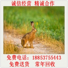 比利时母兔 公兔 兔苗 杂交野兔 杂交野兔种兔 肉兔 獭兔 ...