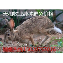宣城市养殖兔子 兔种肉兔 獭兔 比利时野兔 比利时兔种 种兔...