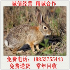 农村养殖 杂交野兔 比利时野兔 兔苗 种兔 肉兔 种公兔 繁...