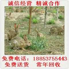 獭兔 獭兔种苗 八点黑獭兔 新西兰肉兔 比利时野兔 常年回收