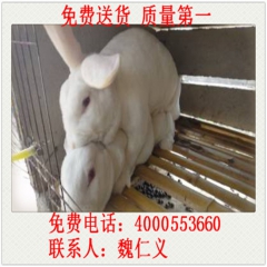 供应 实验兔 白兔 大耳兔 獭兔种兔 兔苗  肉兔 新西兰兔...