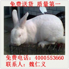 獭兔种兔 兔苗种兔 肉兔 新西兰兔 公羊兔 哈白兔 大耳兔 ...