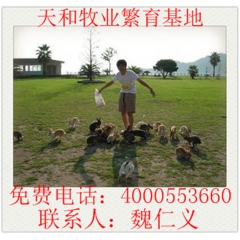 荆州市 出售 杂交野兔 野兔苗 肉兔 獭兔 新西兰兔 供应兔...