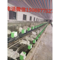 山东省志宣兔业肉兔种兔育种基地