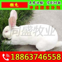 比利时,长毛兔品种齐 出售杂交野兔,肉兔,獭兔 纯种野兔