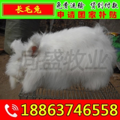 浦北县出售杂交野兔,纯种野兔,肉兔,獭兔,比利时,长毛兔品种...