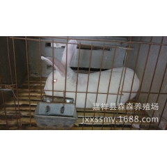中华老字号 东阿阿胶桃花姬阿胶糕300g