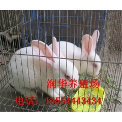 中华老字号 东阿阿胶桃花姬阿胶糕300g