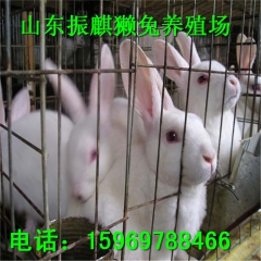 中华老字号 东阿阿胶桃花姬阿胶糕300g