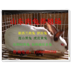 中华老字号 东阿阿胶桃花姬阿胶糕300g