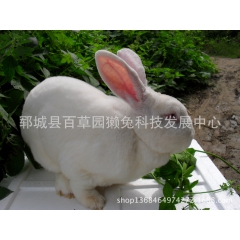 中华老字号 东阿阿胶桃花姬阿胶糕300g