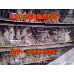 中华老字号 东阿阿胶桃花姬阿胶糕300g