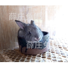 中华老字号 东阿阿胶桃花姬阿胶糕300g
