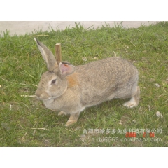 中华老字号 东阿阿胶桃花姬阿胶糕300g