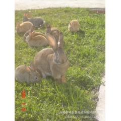 中华老字号 东阿阿胶桃花姬阿胶糕300g