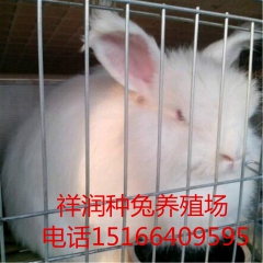 中华老字号 东阿阿胶桃花姬阿胶糕300g
