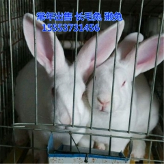 中华老字号 东阿阿胶桃花姬阿胶糕300g