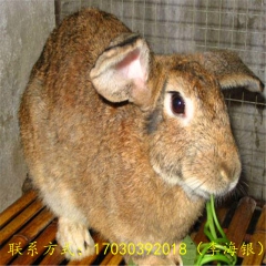 中华老字号 东阿阿胶桃花姬阿胶糕300g