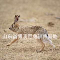 出售法系獭兔新西兰肉兔，伊拉肉兔，低价格销售，