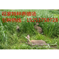 新疆肉兔养殖加盟 杂交野兔 杂交肉兔 野兔价格 肉兔多少钱一...
