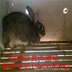 山东大型肉兔养殖场常年供应肉兔 肉兔价格   肉兔养殖场
