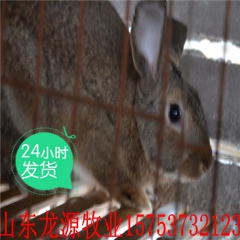 獭兔 獭兔种苗 八点黑獭兔 新西兰肉兔 比利时野兔