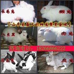 大量供应成年獭兔 獭兔种苗 八点黑獭兔 新西兰肉兔 比利时兔