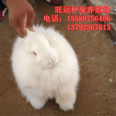 逊克县哪里有山东大型良种兔繁育基地 肉兔 獭兔 长毛兔