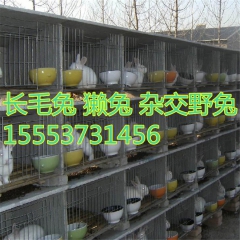 长毛兔怎么剪毛 宠物兔 养殖 肉兔   全套养殖技术