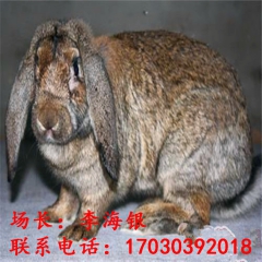 低价促销公羊兔 优质公羊肉兔 大量供应公羊种兔
