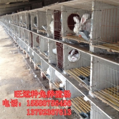织金出售杂交野兔,纯种野兔,肉兔,獭兔,比利时,长毛兔品种齐
