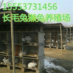 肉兔,獭兔皮的质量怎么样  安哥拉 ,长毛兔,杂交野兔,法系...