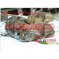 【长期供应】精品推荐 供应质量保证的  肉兔 精心繁殖培育