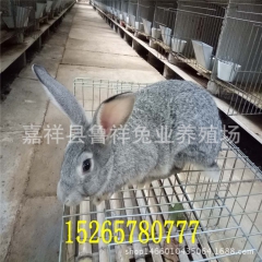 热销 走量新西兰肉兔 肉兔养殖技术优肉兔繁育好