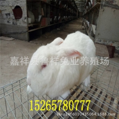 肉兔养殖场 低价销售一批肉兔 品种优 价格低