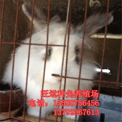遵义县出售杂交野兔,纯种野兔,肉兔,獭兔,比利时,长毛兔品种...