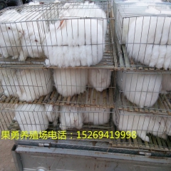 精品推荐 果勇兔业大量供应一批肉兔 价格优质量低