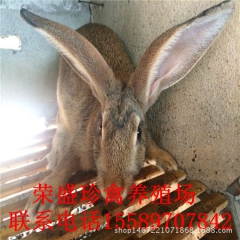 大型肉兔繁育基地 常年供应比利时肉兔 肉兔种兔养殖场