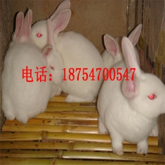 丹东 獭兔 新西兰兔 安哥拉长毛兔 德州黑兔 哈白肉兔 比利...