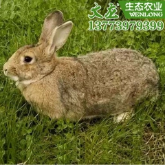 批发肉兔繁育基地 优质比利时肉兔 比利时兔苗 提供养殖技术