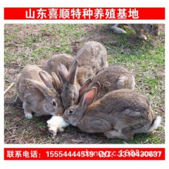 喜沃农场出售肉兔 比利时野兔种兔 肉兔养殖场