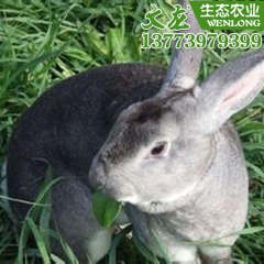 中华老字号 东阿阿胶桃花姬阿胶糕300g