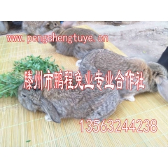 中华老字号 东阿阿胶桃花姬阿胶糕300g