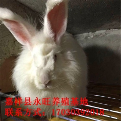 中华老字号 东阿阿胶桃花姬阿胶糕300g