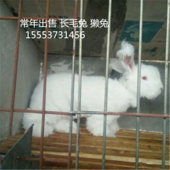 养长毛兔赚钱吗    獭兔  肉兔  常年供应