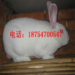 沈阳 獭兔 新西兰兔 安哥拉长毛兔 德州黑兔 哈白肉兔 比利...