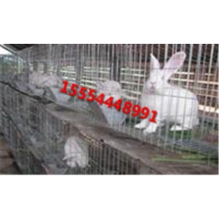 哪里有好品种肉兔 商品兔多少钱一斤 种兔市场价格