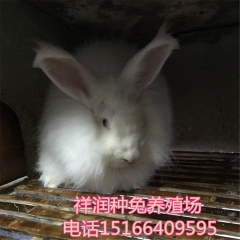 獭兔养殖基地 销售一批 肉兔 法系獭兔 长毛兔 野兔 欢迎来