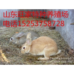 杂交野兔养殖加盟 杂交野兔 杂交肉兔 野兔价格 肉兔多少钱一...