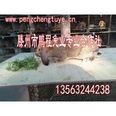 【价格特优】供应比利时种兔 肉兔 品质保障